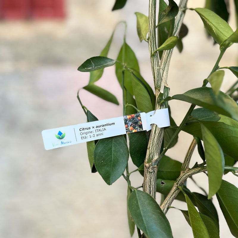 Etichette Collarini Cartellini per Piante