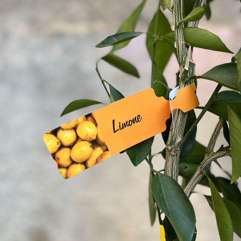 Etichette Collarini Cartellini per Piante